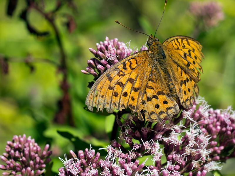 ID per favore - Argynnis (Fabriciana) adippe, Nymphalidae